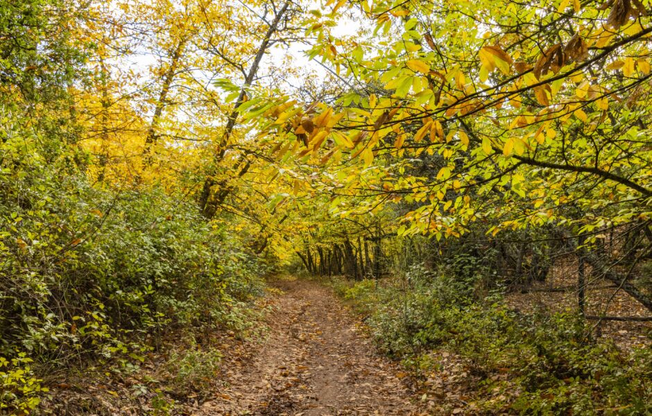 castañares en cordoba