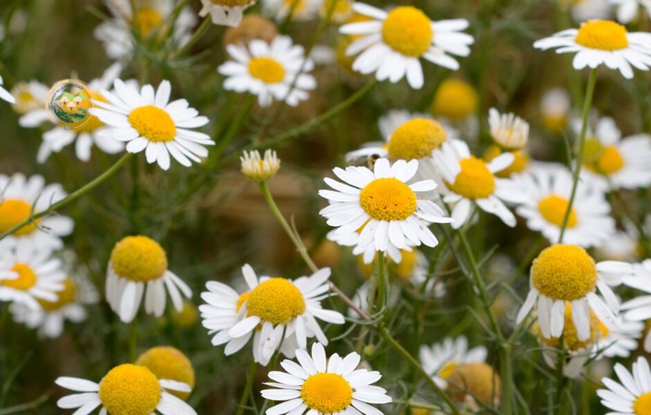 Parque de la prehistoria de posadas
