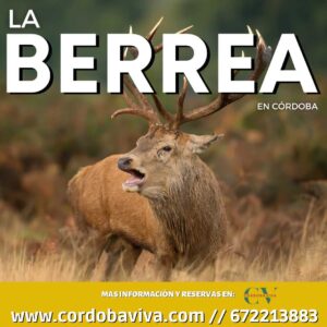 La Berrea del Ciervo en cordoba