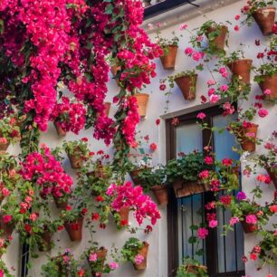 Concurso de Patios en Córdoba
