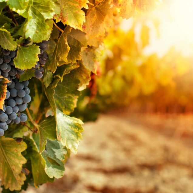 Montilla y Moriles